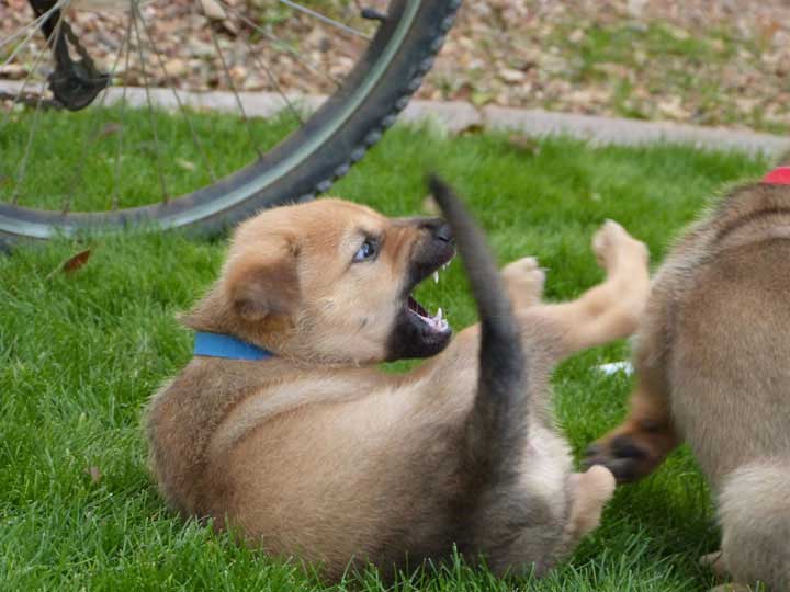 chinook dog